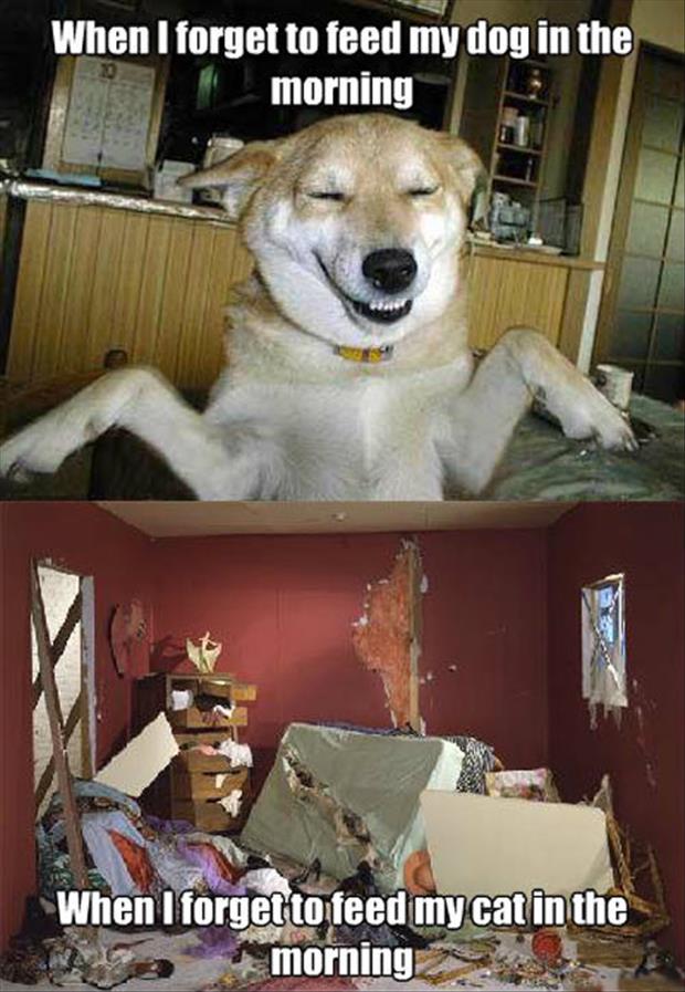 Random Funny Pic